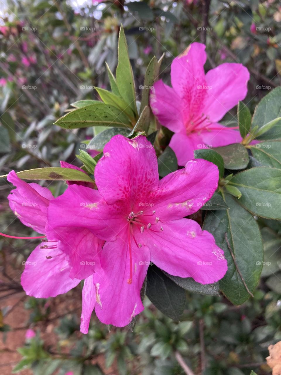 🌹 🇺🇸 Very beautiful flowers to brighten our day.  Live nature and its beauty. Did you like the delicate petals? / 🇧🇷 Flores muito bonitas para alegrar nosso dia. Viva a natureza e sua beleza. Gostaram das pétalas delicadas? 