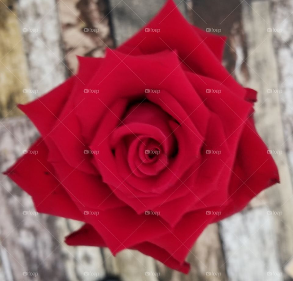 A rosa vermelha.