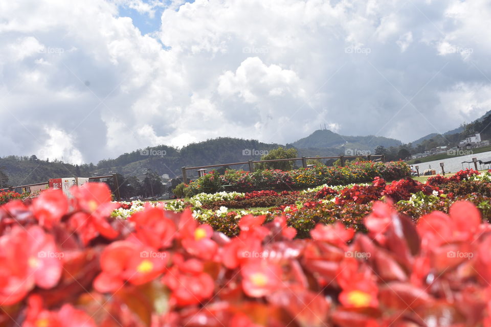 Prettyness all-over # havenly flowers