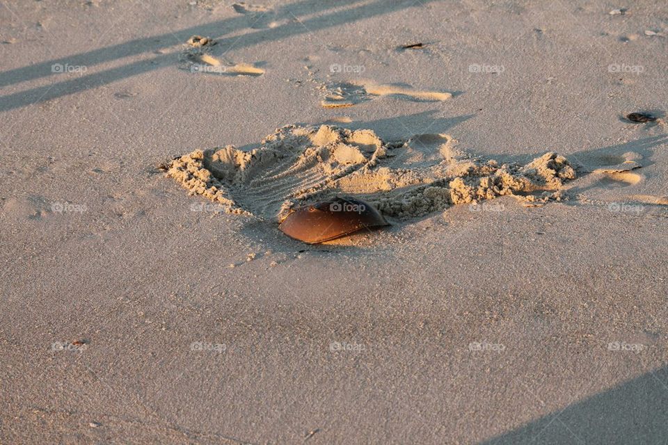 horseshoe crab