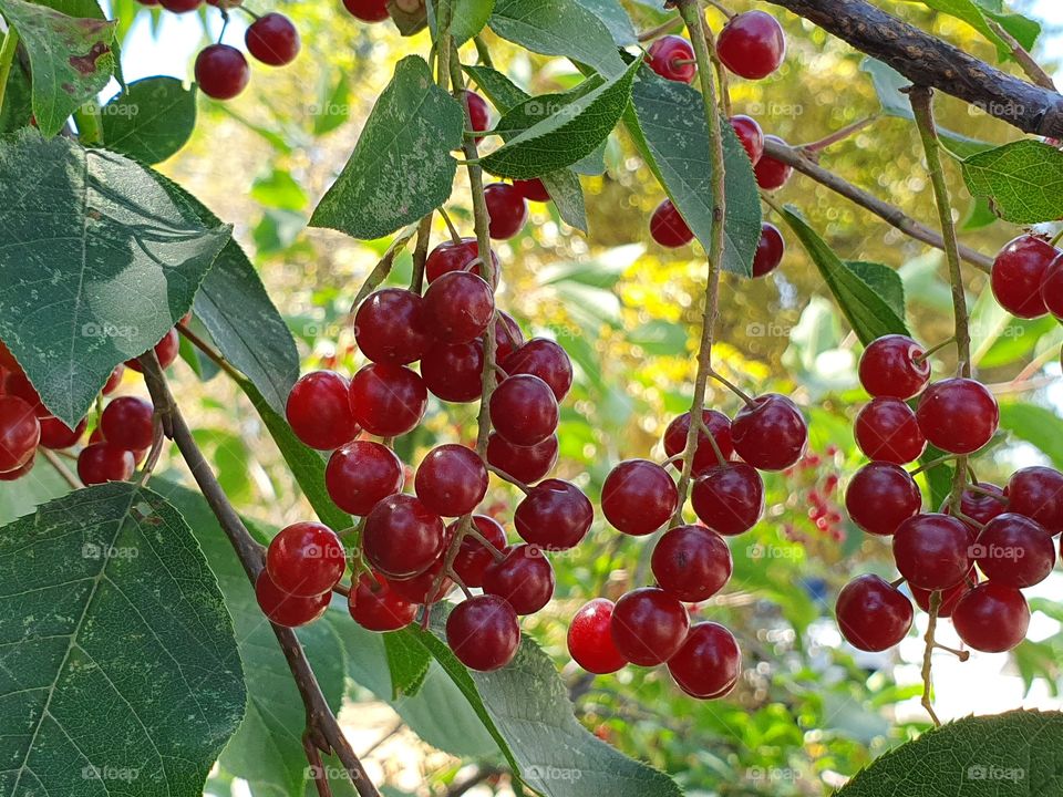 red berries on a tree in the garden