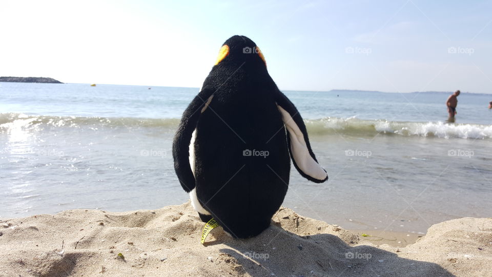 Penguin on the shore