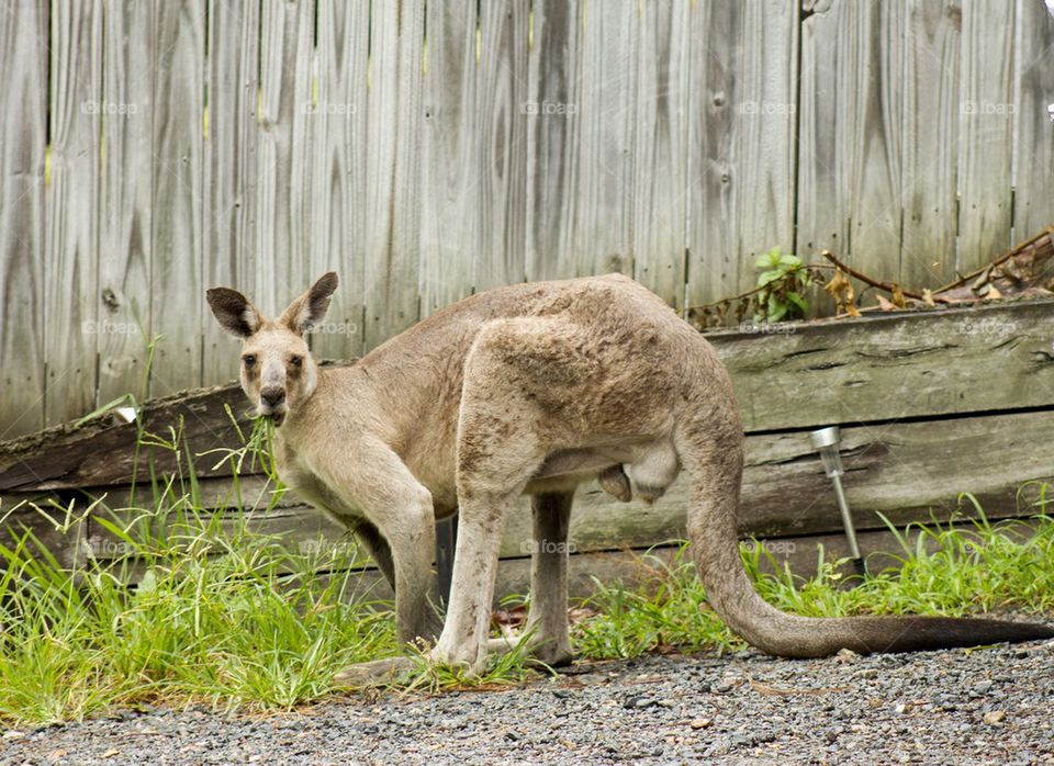 Kangaroo 