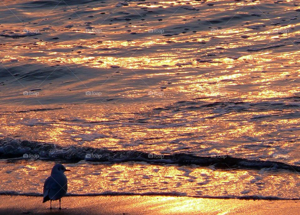 A seagull on the sea