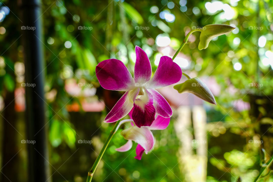 Portraits of a plant 