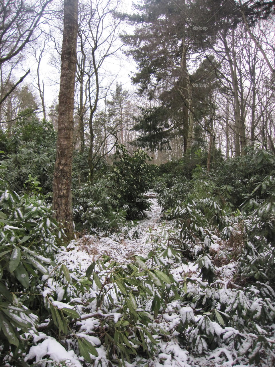 Dusting Of Snow