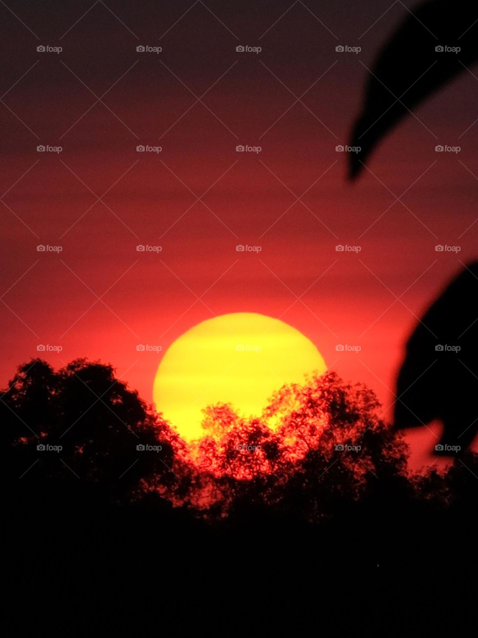 A closer capture of orange color sunset with trees making silhouette, Malaysia.