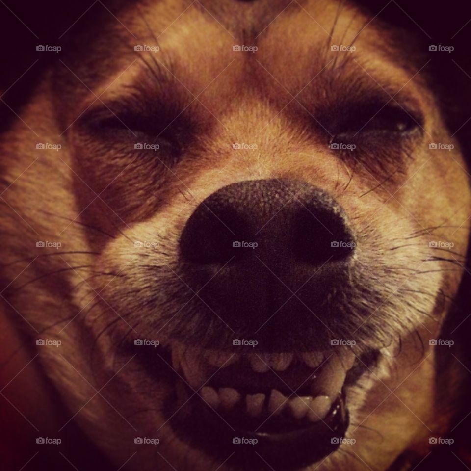 Dog smile 