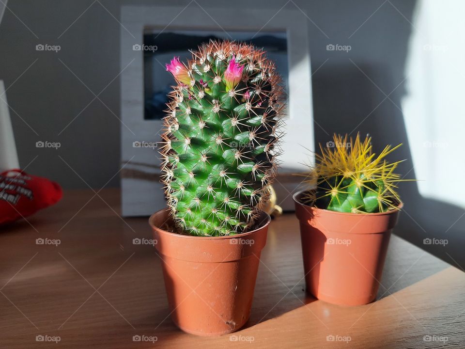Cactus and its flower buddy 🌵🌺