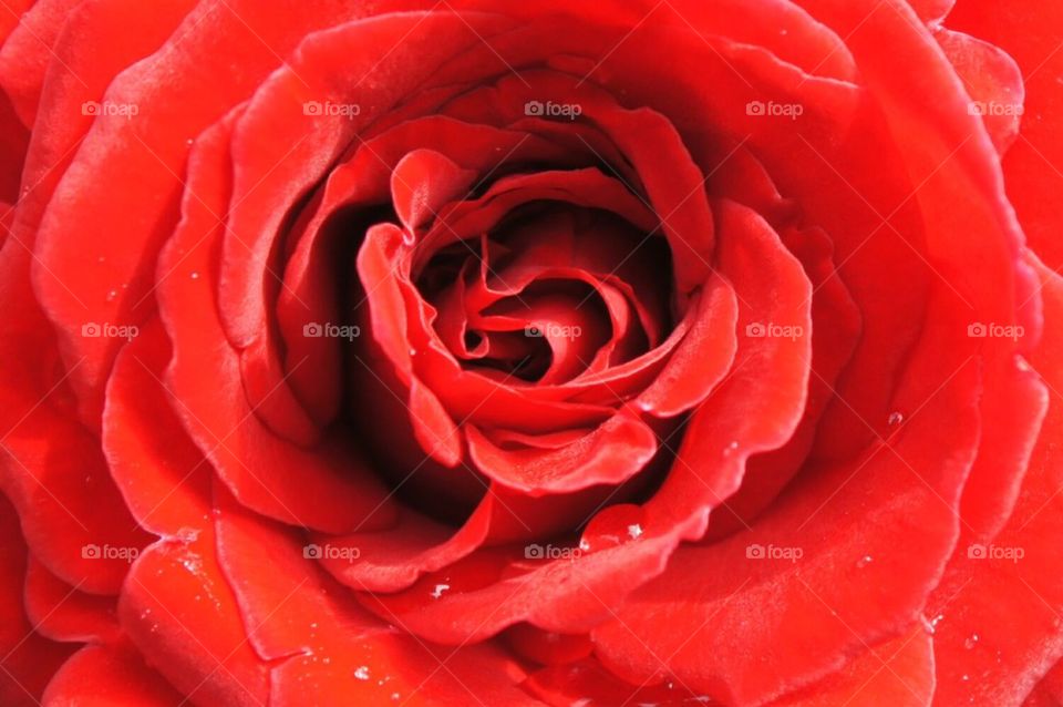 Red rose with rain