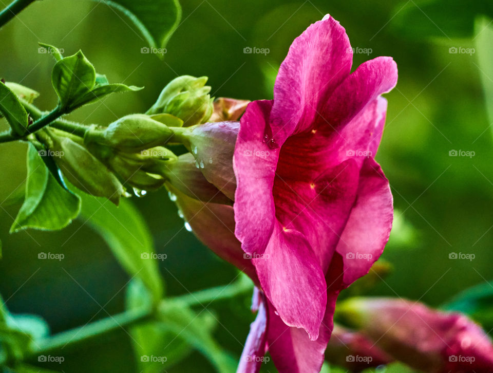 Floral photography  - allamanda - petals