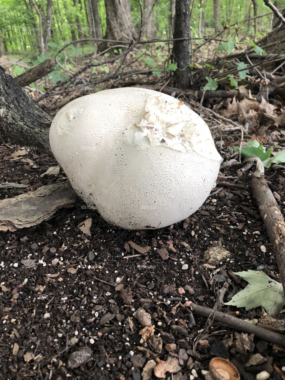 Giant Puffball Mushroom on the forest floor