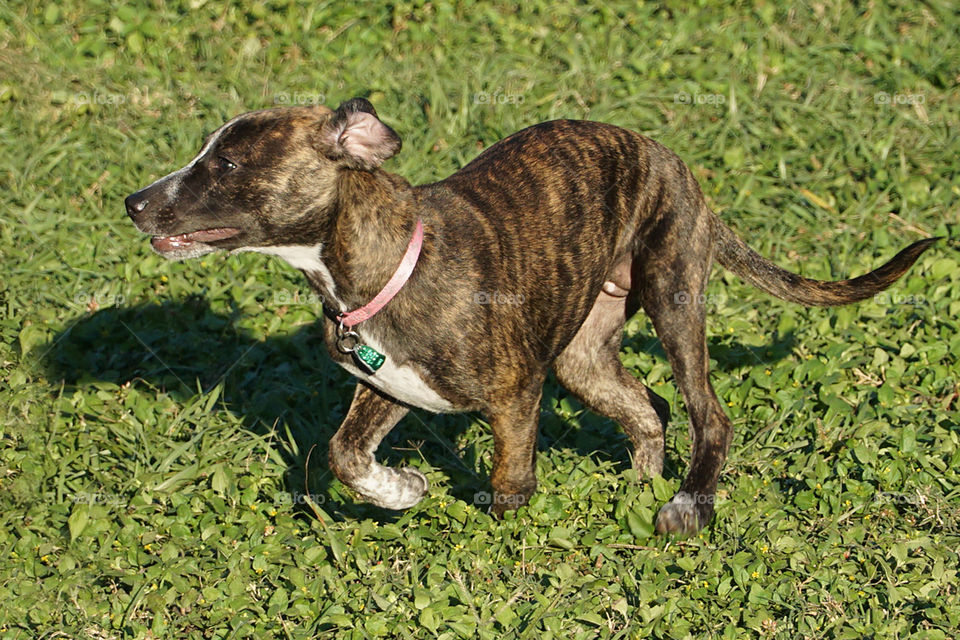 Four month old brindle puppy running