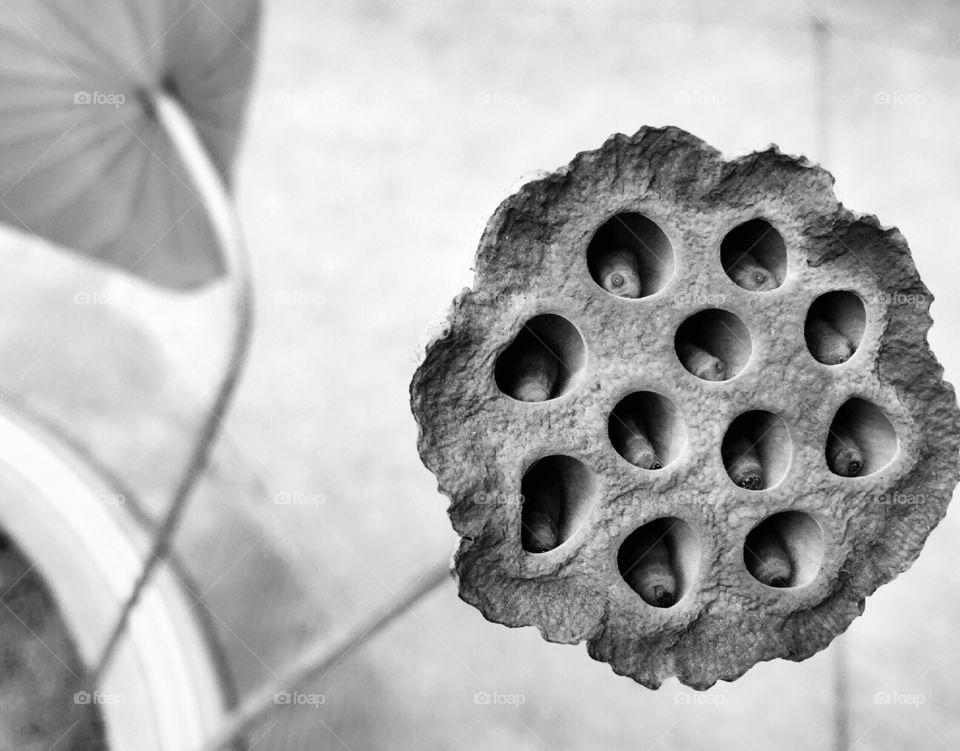 Lotus seeds