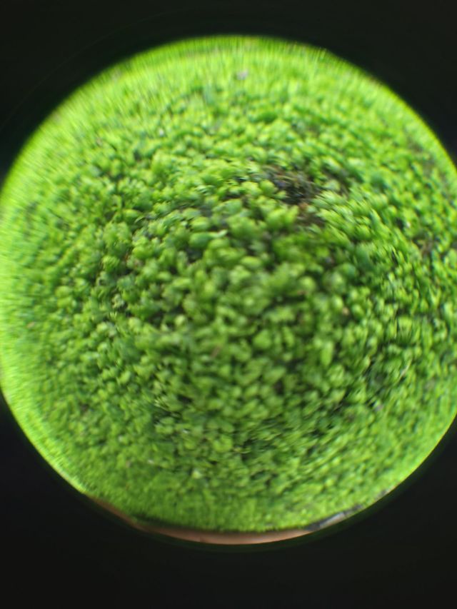 The natural green color of moss to celebrate Earth Day.  Photo using fish eye 198 lens.