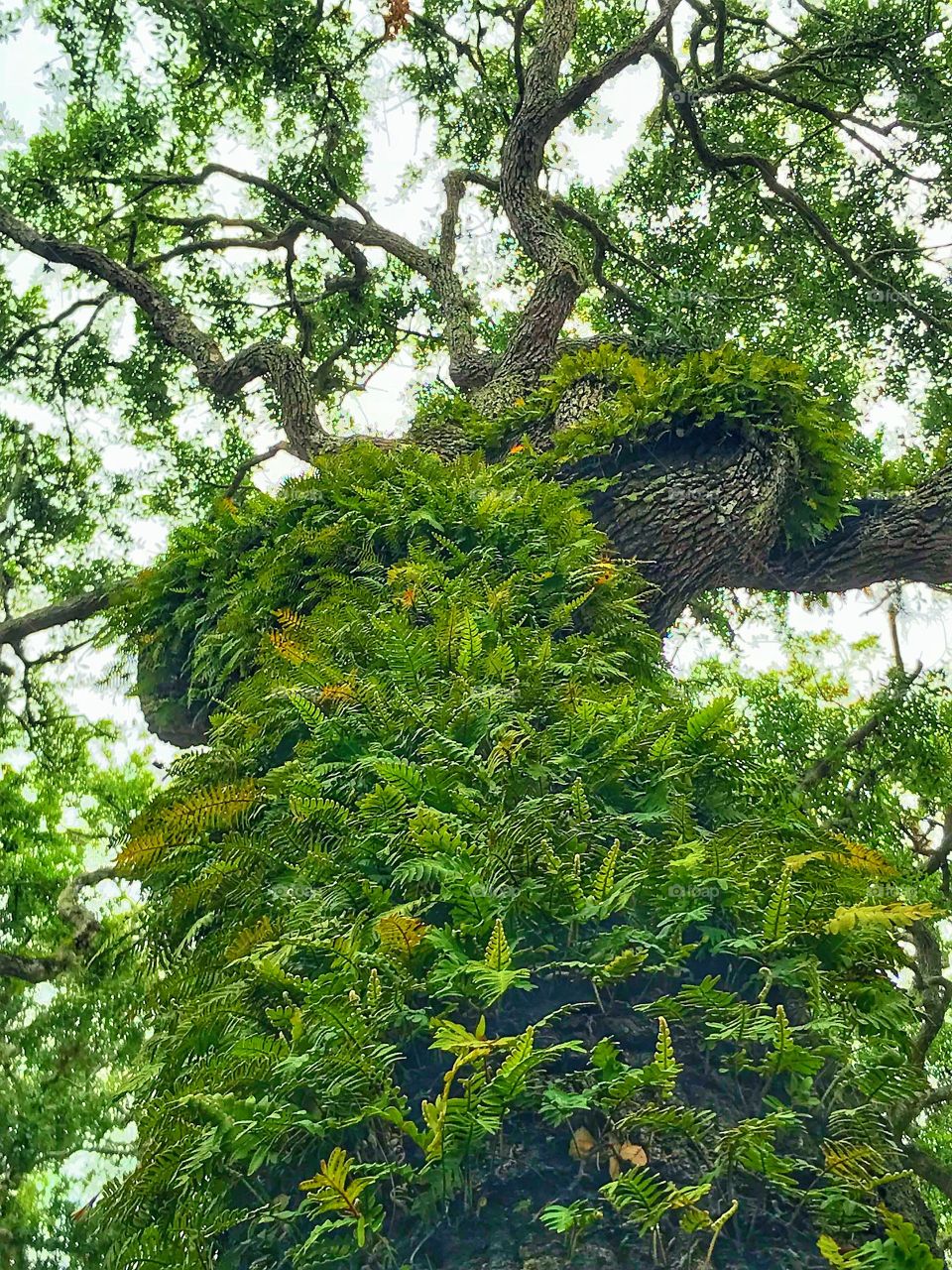 Old oak trees covered with fern