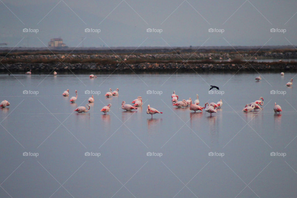 The Flamingos