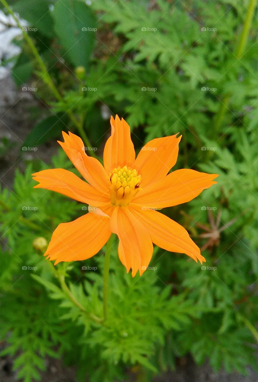 Flores