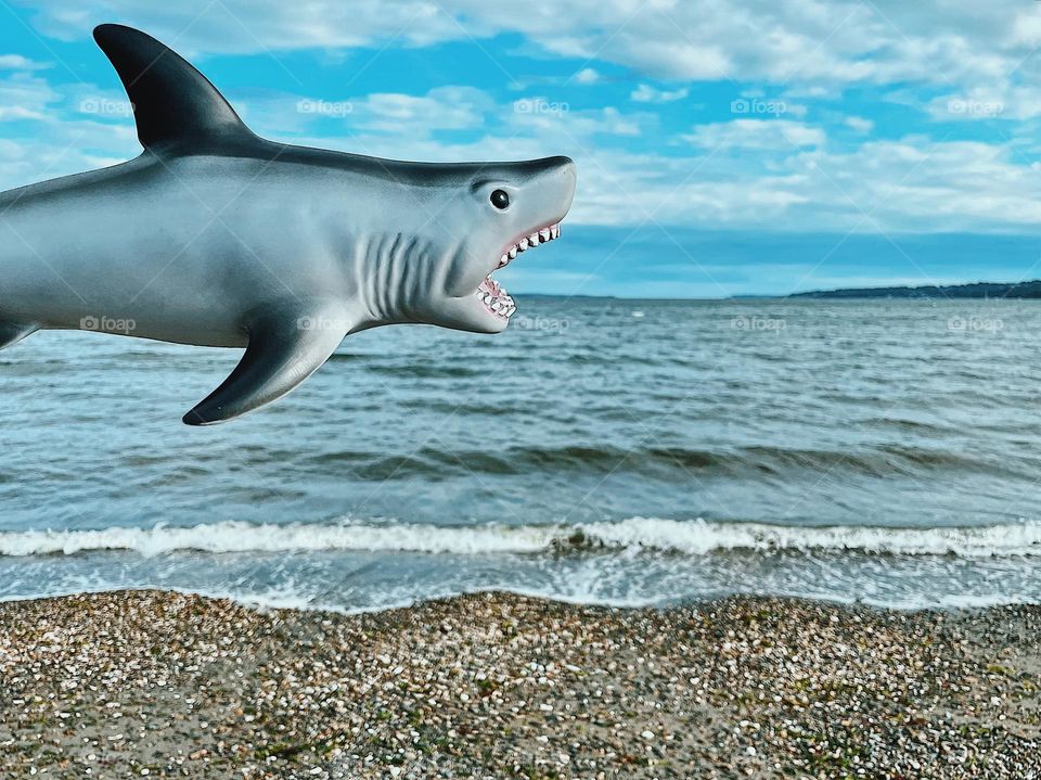 Shark at the ocean, funny shark toy at the beach, eating the ocean for breakfast, shark toy pretending to eat the ocean 