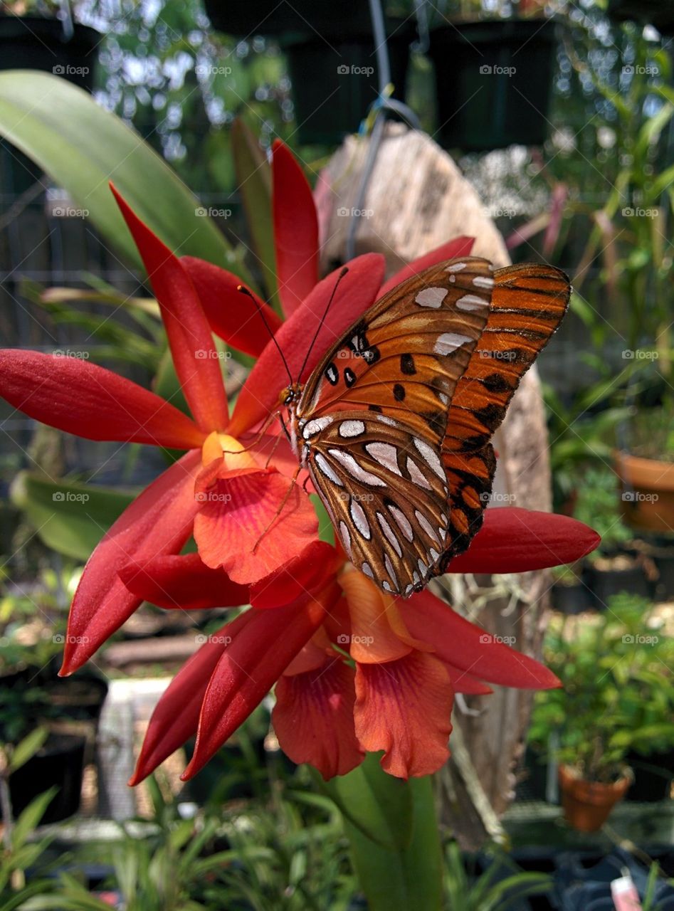 butterfly on orchid