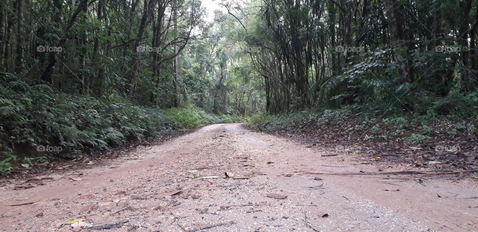 a street surrounded by tropical forest