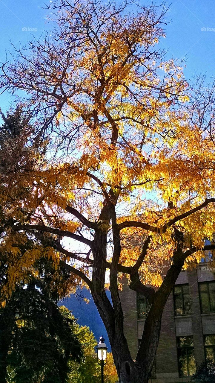 Radiant leaves of gold crown the courthouse tree.