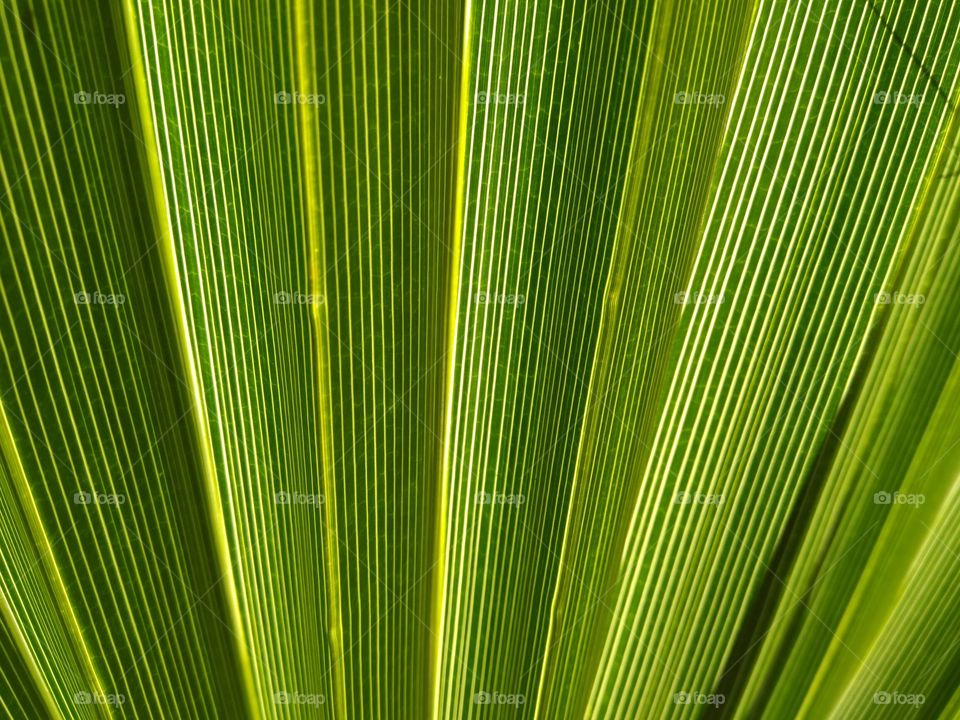 green Palm leaf