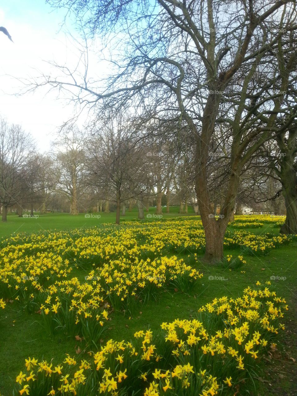 Daffodils in St.James's Park, London