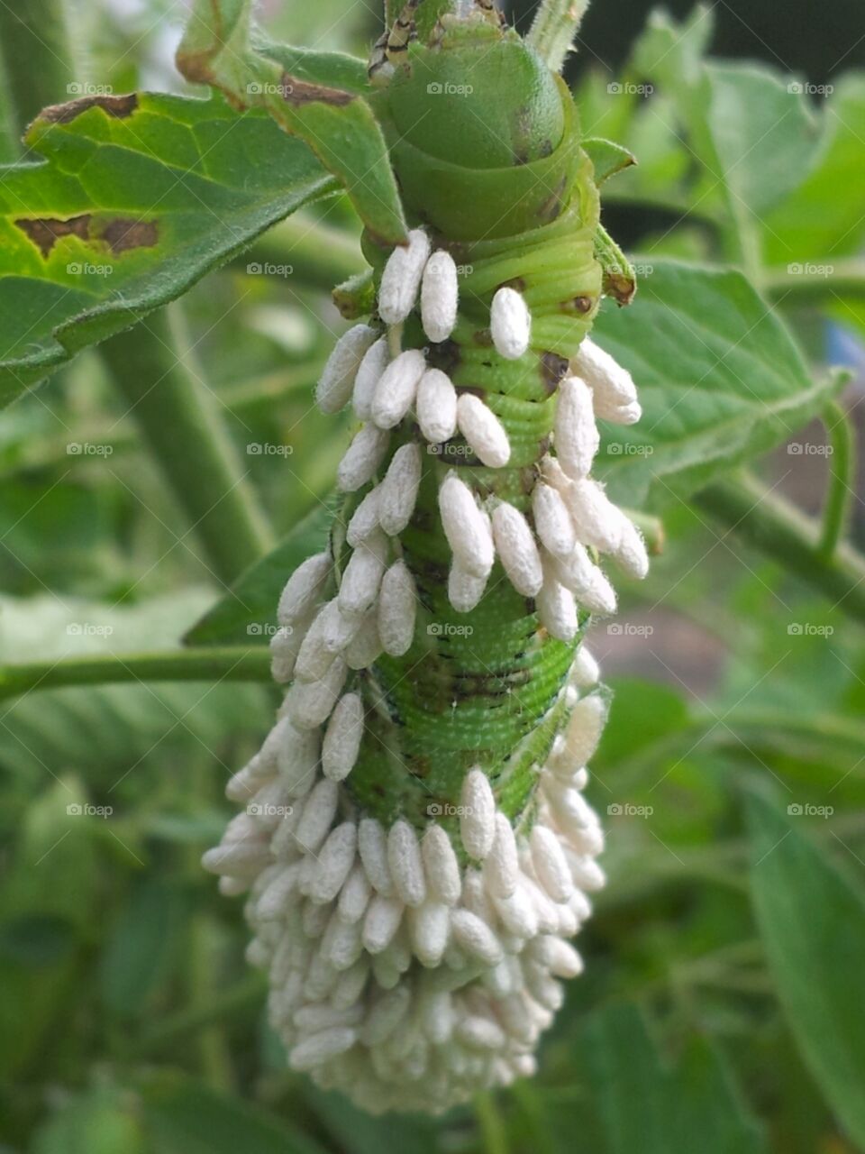 The burdened caterpillar