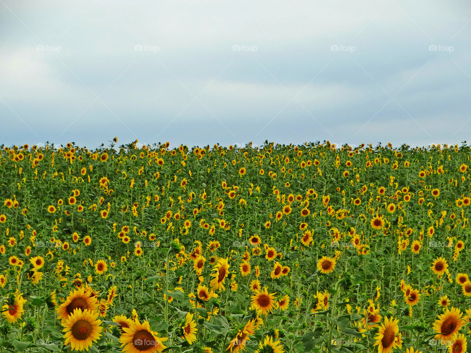 Sun Flowers