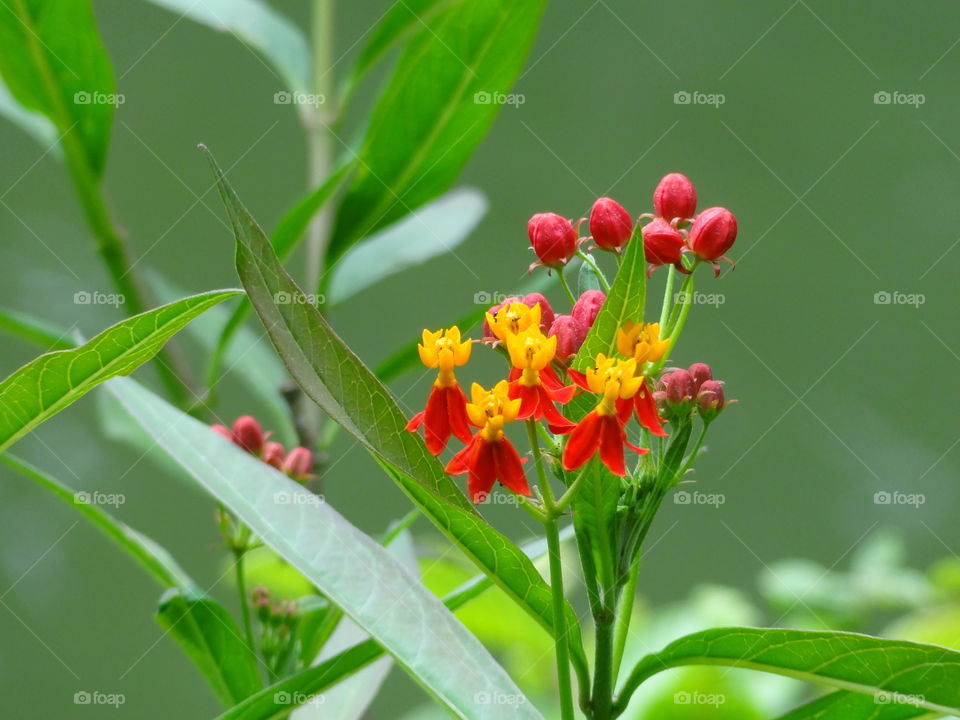 Asclepias 