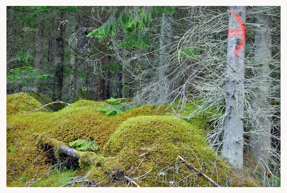 skog småland granar by NinniHL