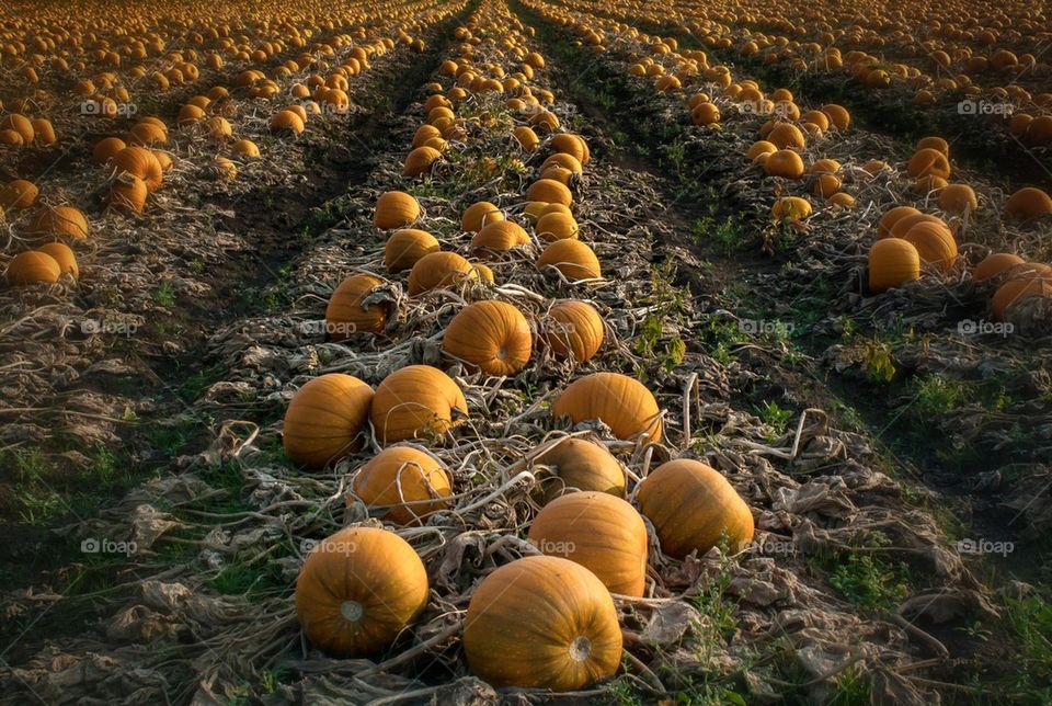 View of pumpkins on field against