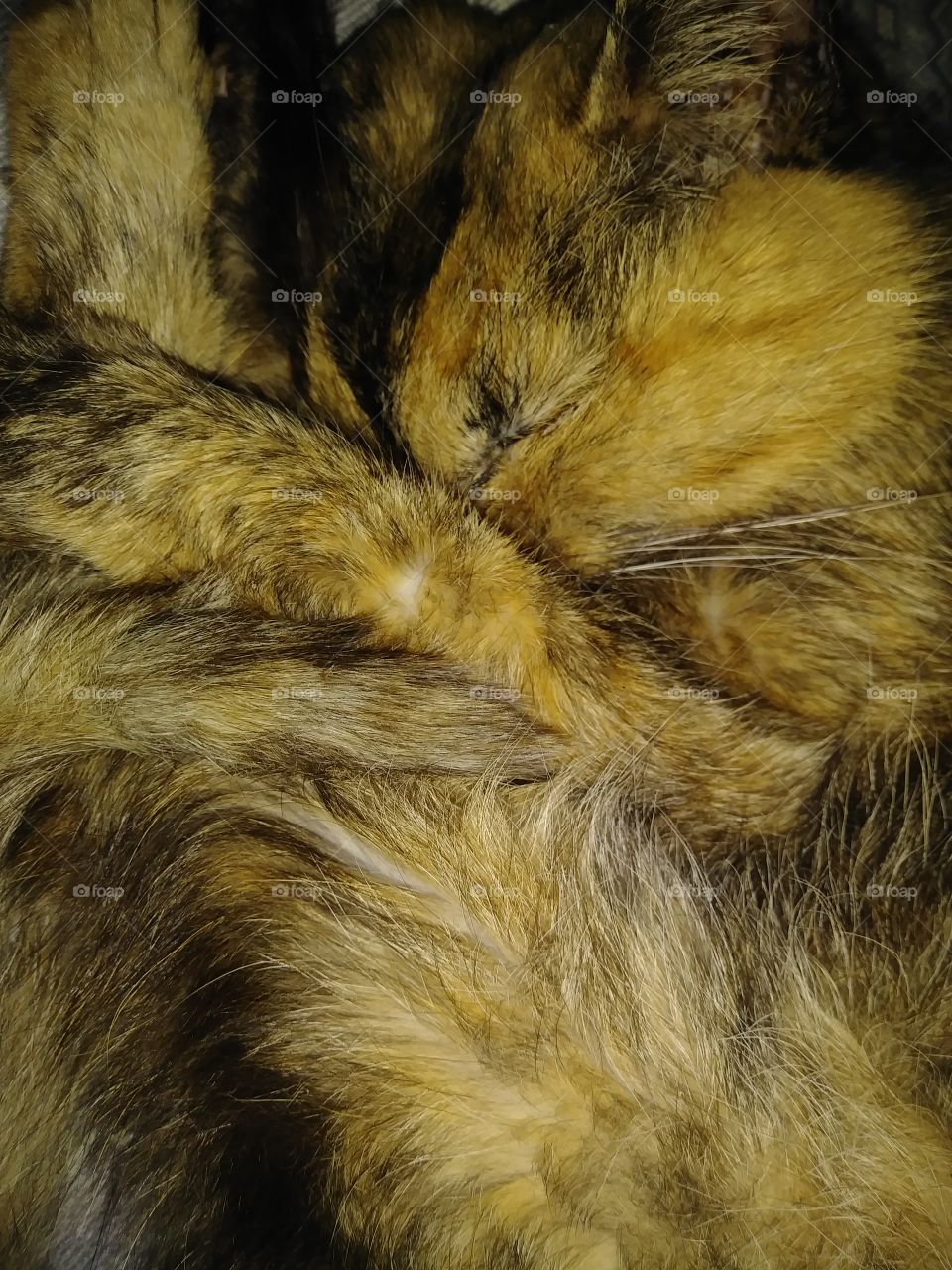 Closeup calico cat orange and black curled up sleeping