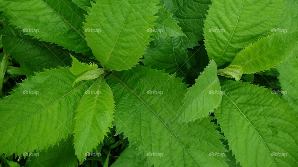 NATURE NATURAL ENVIRONMENT FLORA LEAF