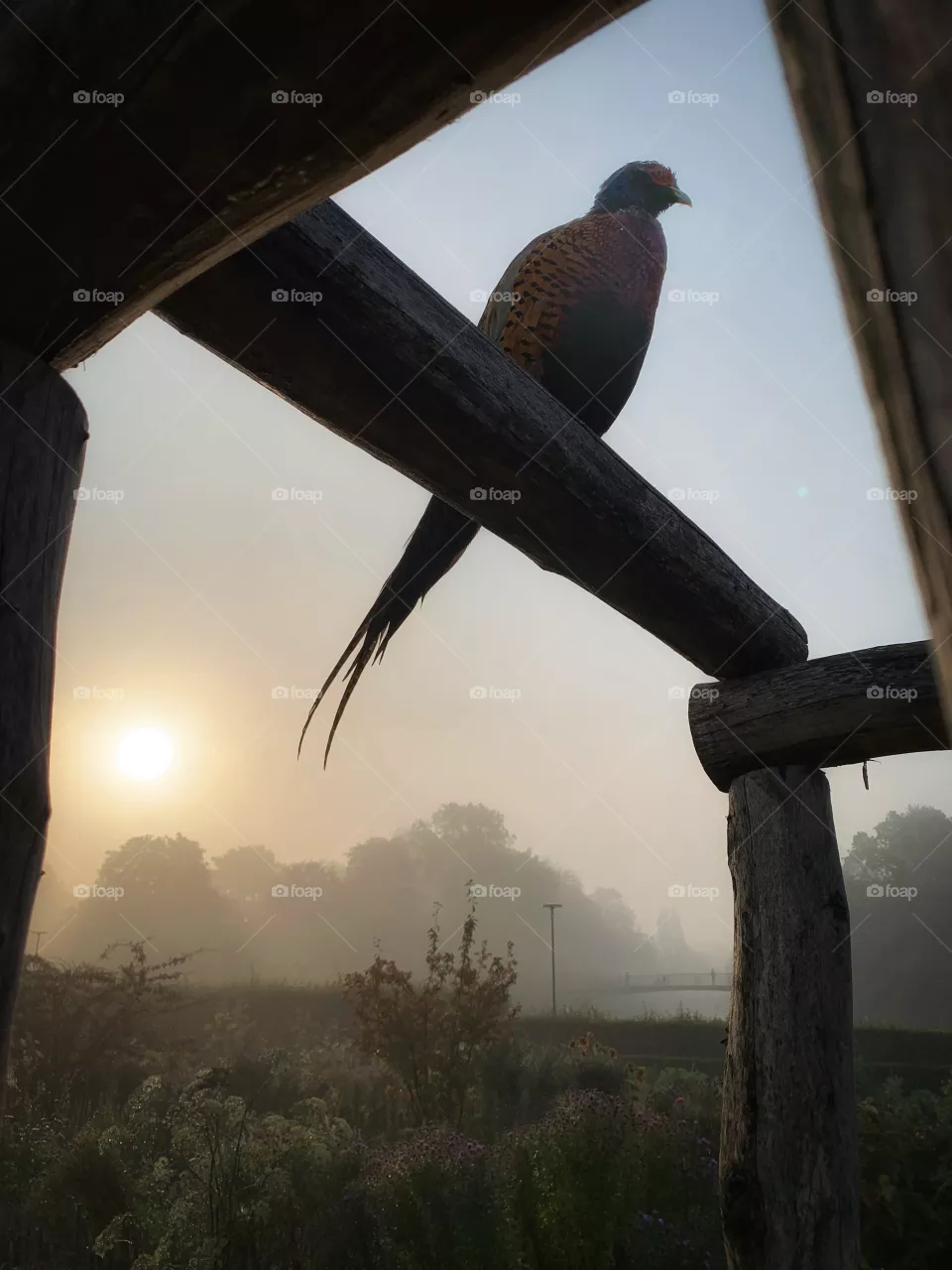 Foggy morning