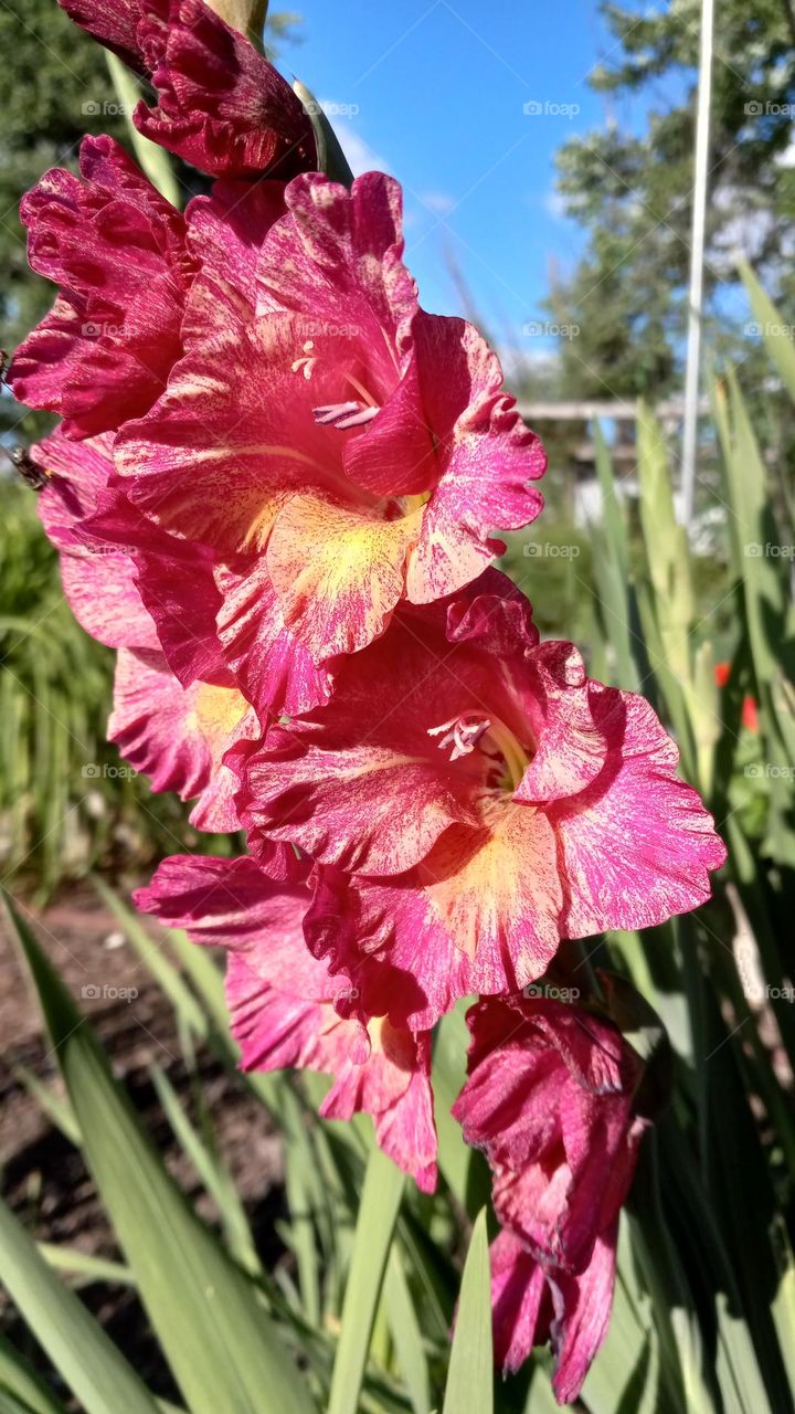 Gladiolus