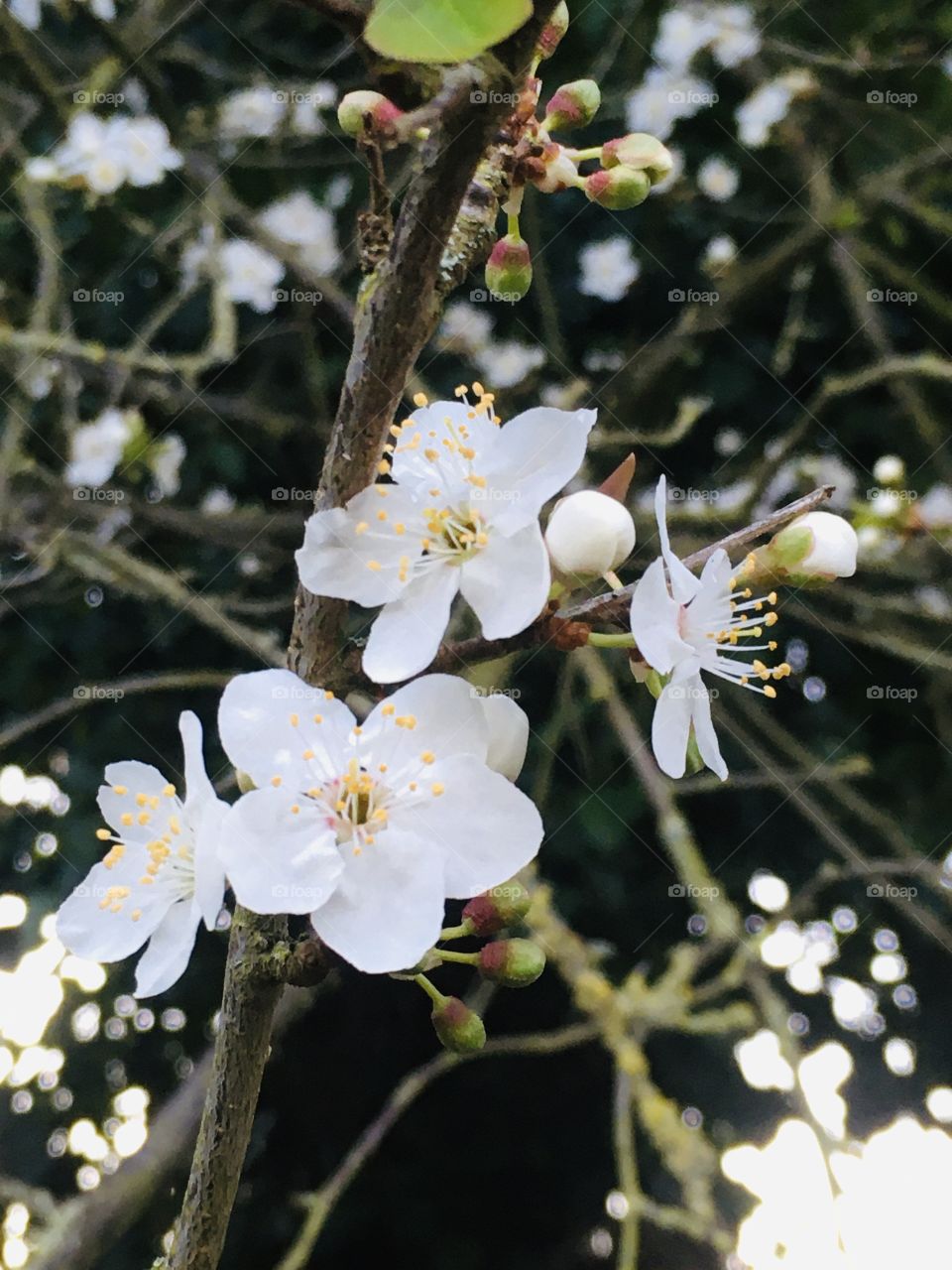 Close up of pure, crisp white blossom. Again taken on a walk in English Countryside on a chilly spring day. 