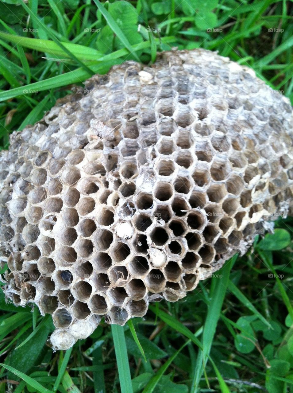 Yellow jacket nest 