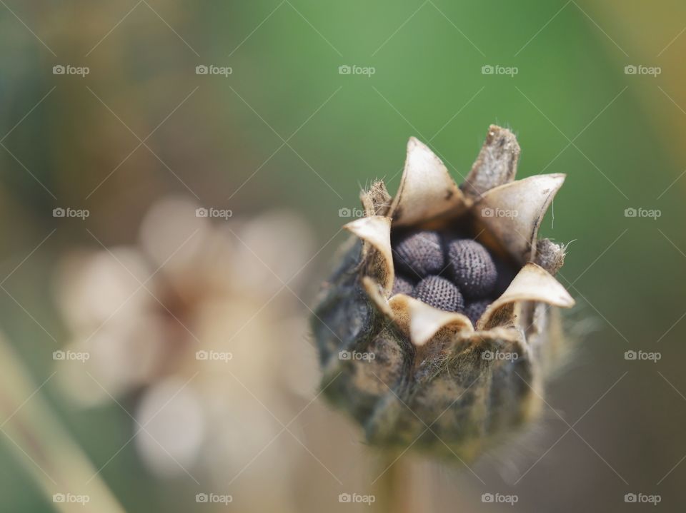 Close up of columbine seeds capsule