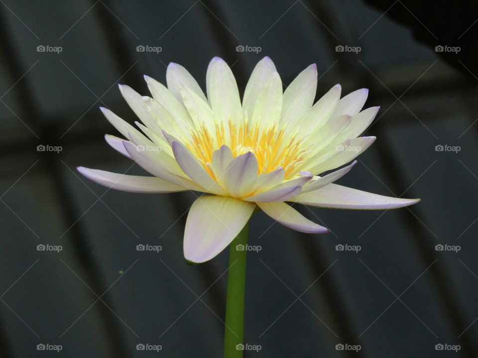 water lily standing bright against dark background