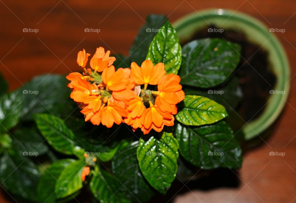 beautiful flowers house plant in the pot