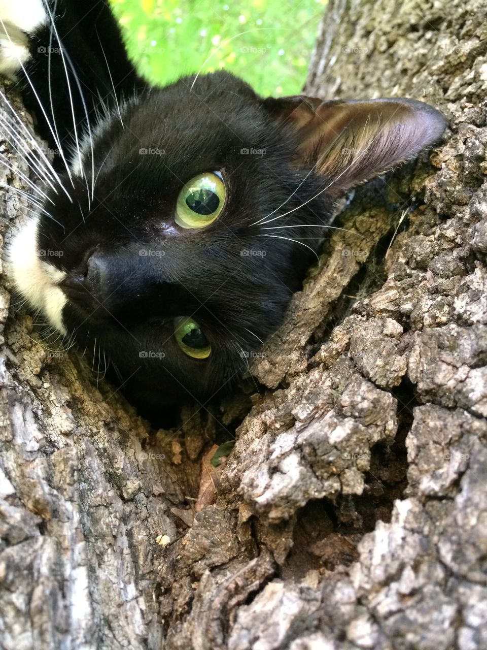 Cat in a tree up close. 
