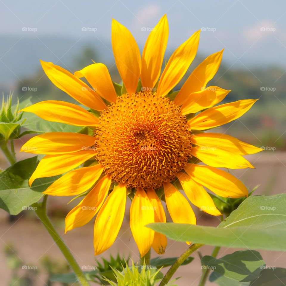 sun flower