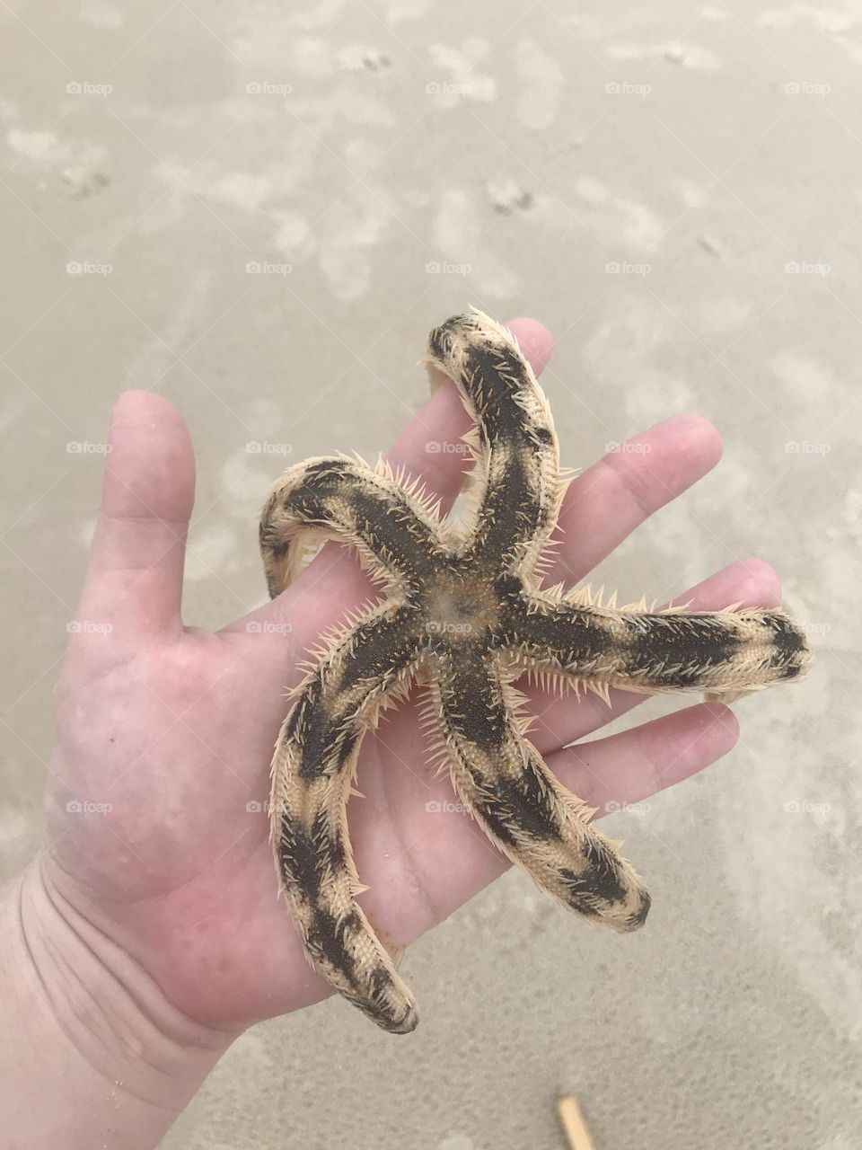 Starfish