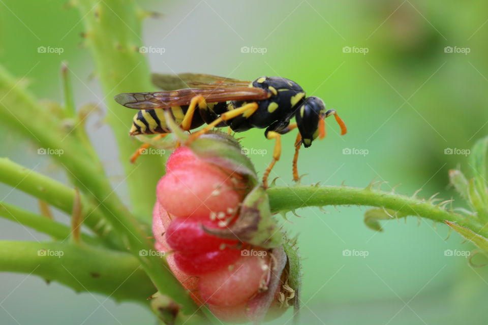 Wasp on raspberry