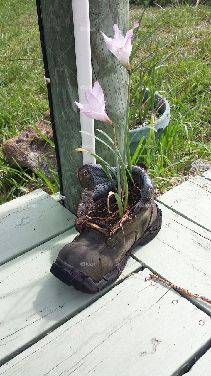 Whimsical planter for a Florida nativw flowering plant in a recycled container made from an old boot.