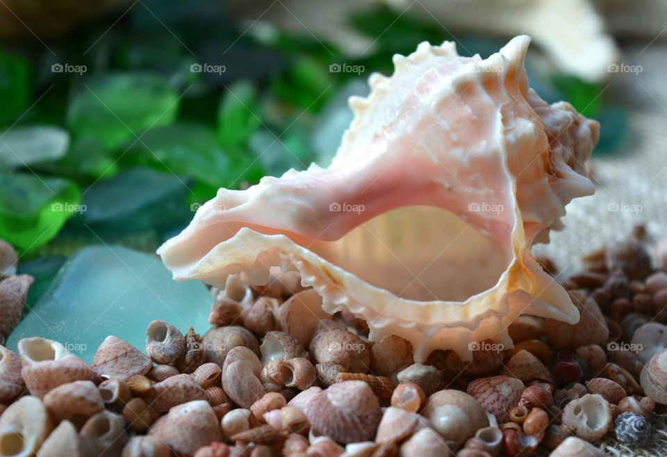 Shell, Nature, Food, Tropical, Seashell