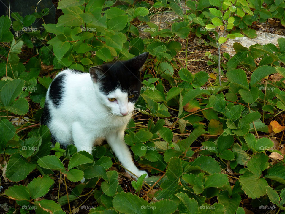 plants white black mammals by kenglund