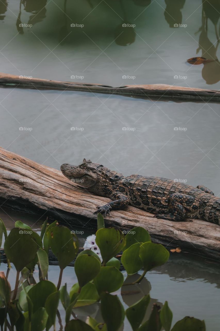 Aligator with a butterfly in the head